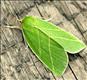 2421 (74.007) Scarce Silver-lines